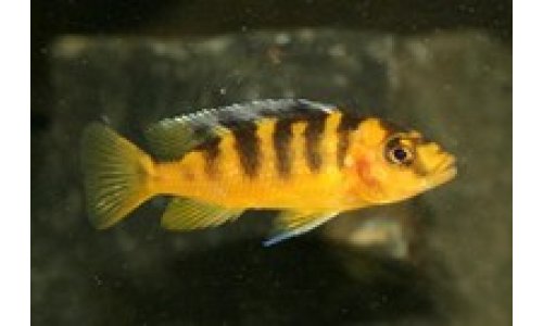 Cichliden